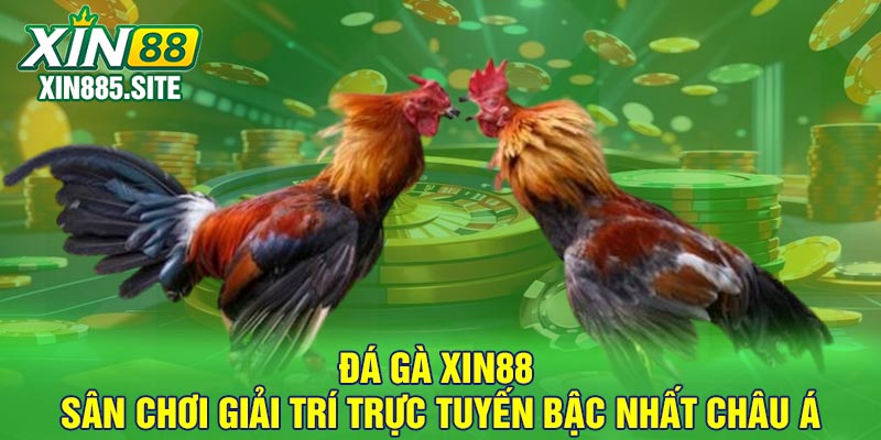 Đá gà Xin88 - Sân chơi giải trí trực tuyến bậc nhất Châu Á