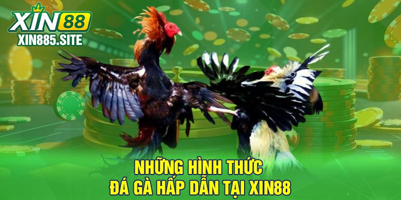 Những hình thức đá gà hấp dẫn tại Xin88