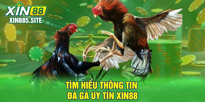 Tìm hiểu thông tin đá gà uy tín Xin88